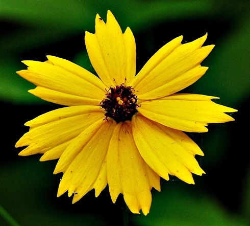{Coreopsis pubescens var. robusta}